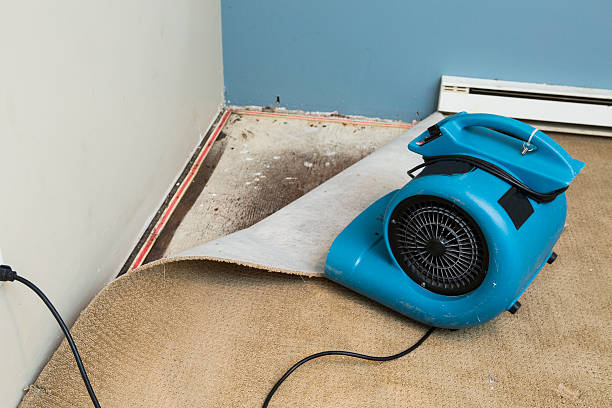 Best Mold removal after water damage  in East Bethel, MN